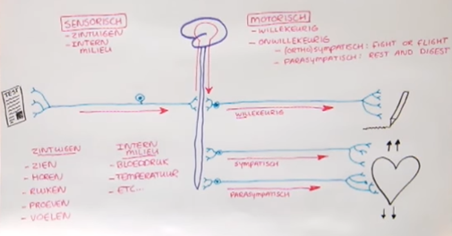 Zenuwstelsel Anatomie En Functie Juf Danielle