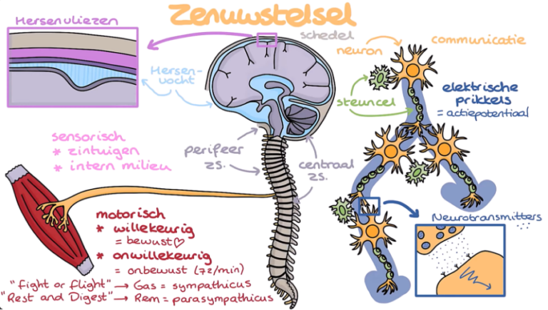 Zenuwstelsel De Basis Juf Danielle