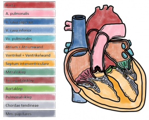 Compendium Hart en Hartkleppen | Juf Danielle