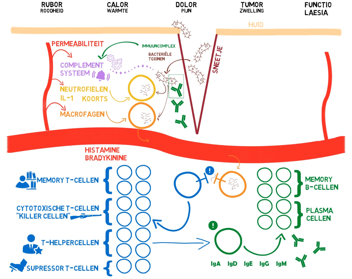 Afweersysteem: de basis – Juf Danielle