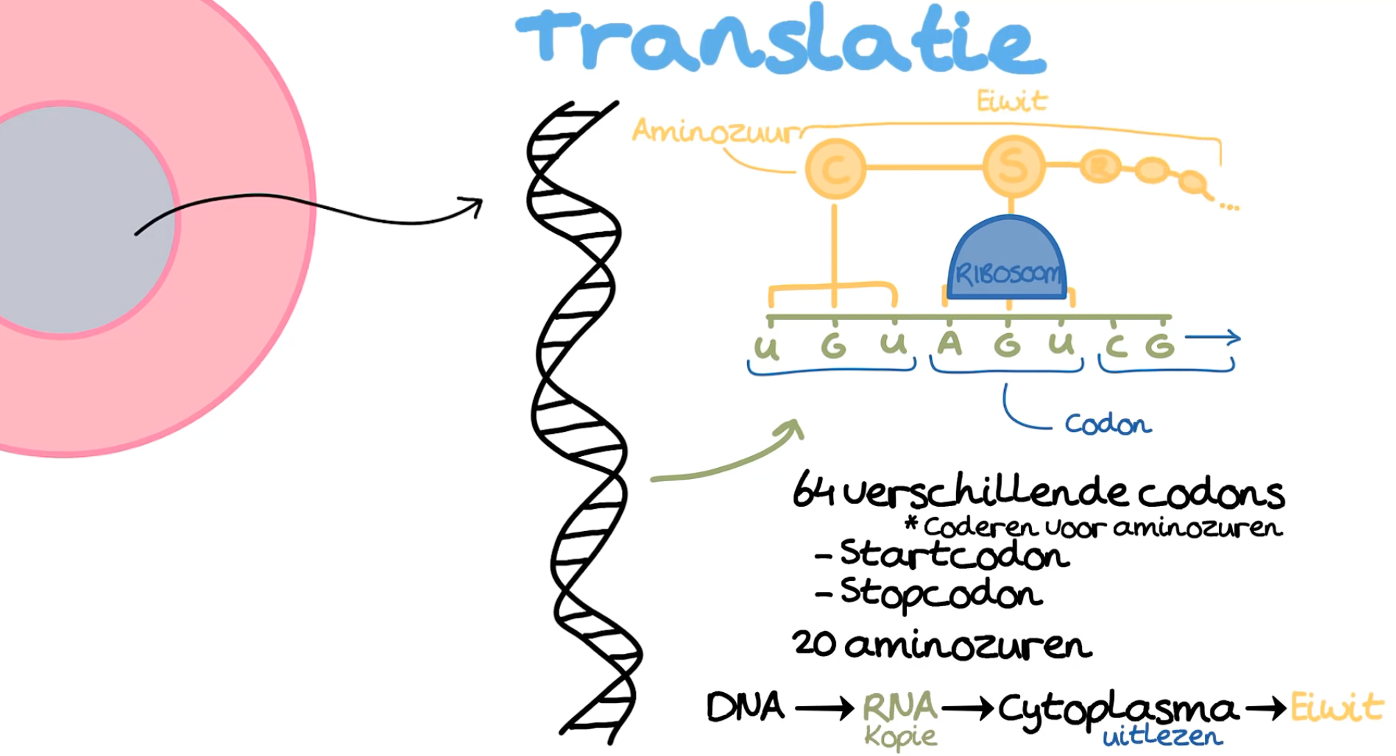 DNA Transcriptie En Translatie Juf Danielle