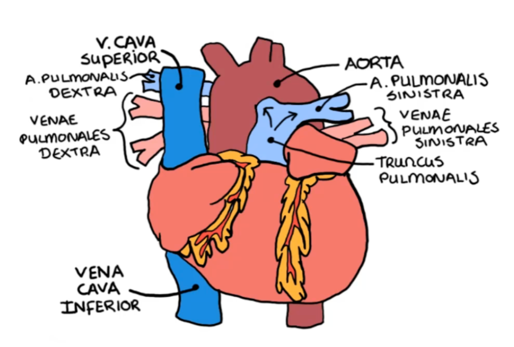 Hart Anatomie En Functie Juf Danielle