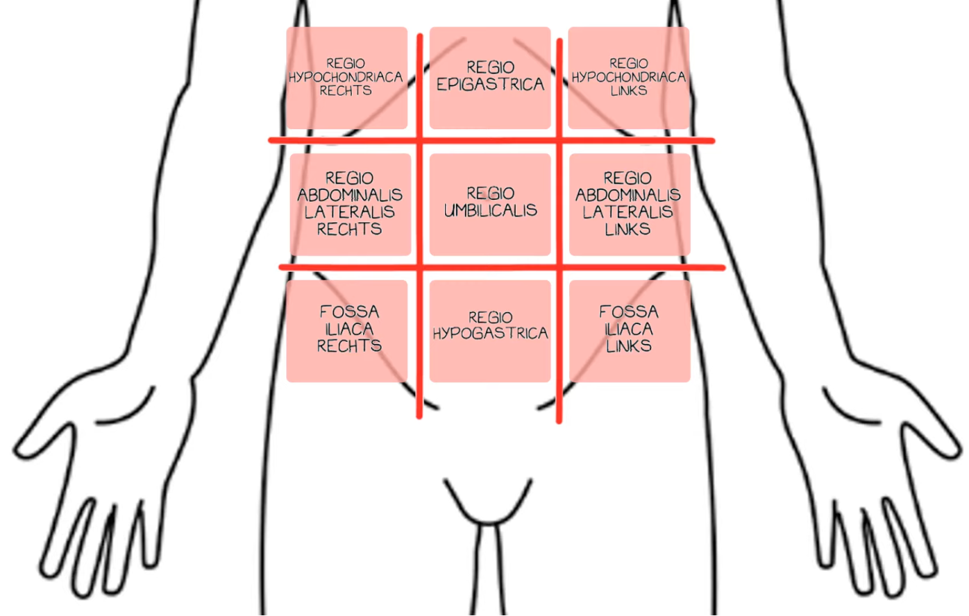 Belangrijkste Termen Anatomie Juf Danielle