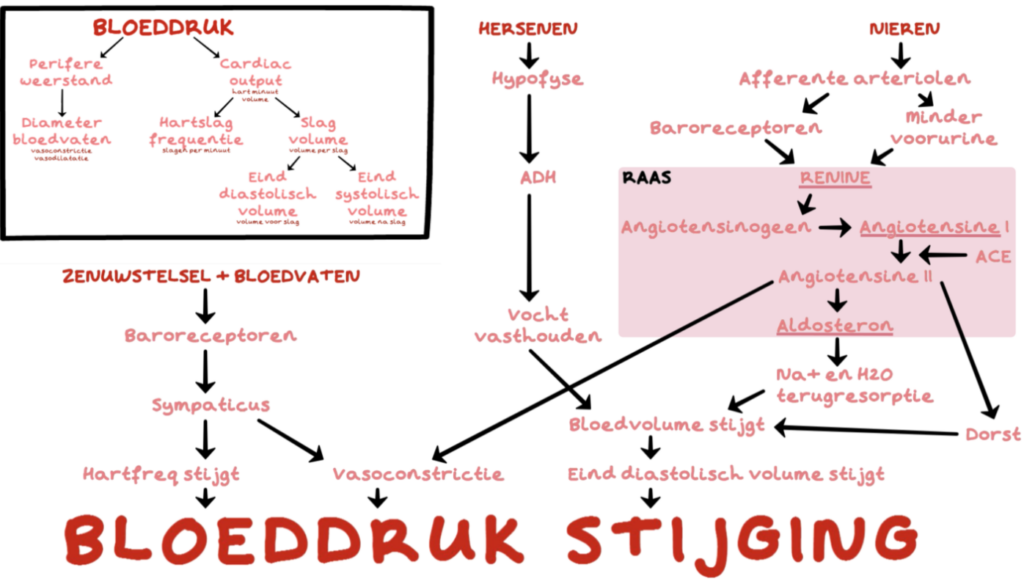 bloeddruk stijging