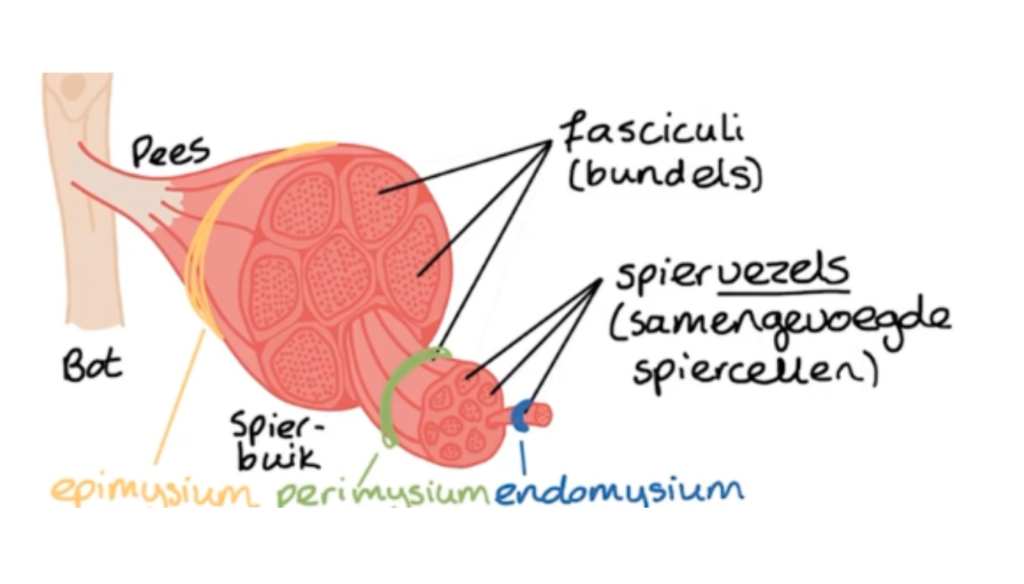 actine en myose