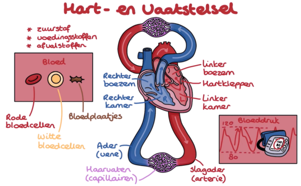 Hart- en Vaatstelsel: de basis – Juf Danielle