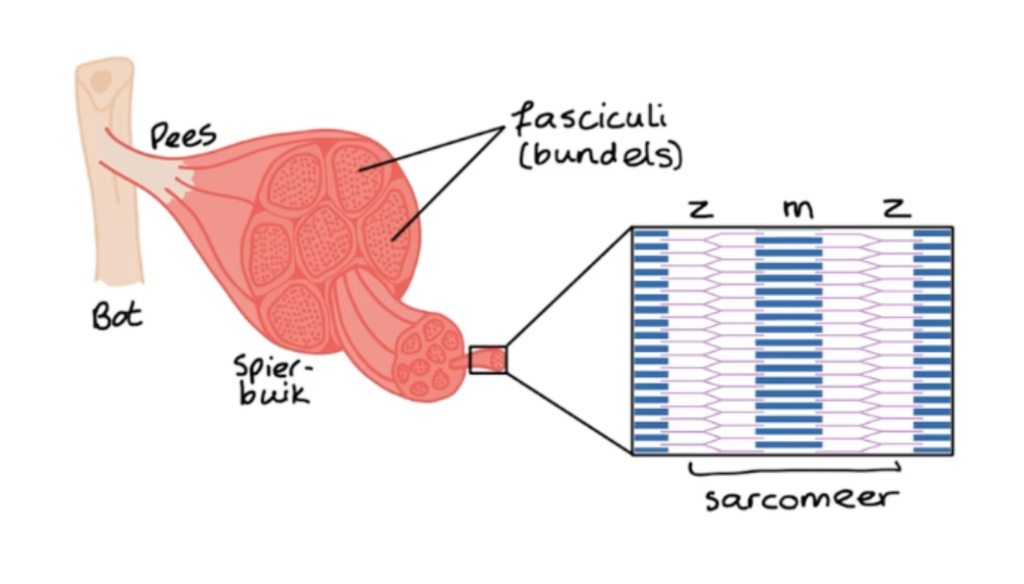 Actine Myose Sarcomeer